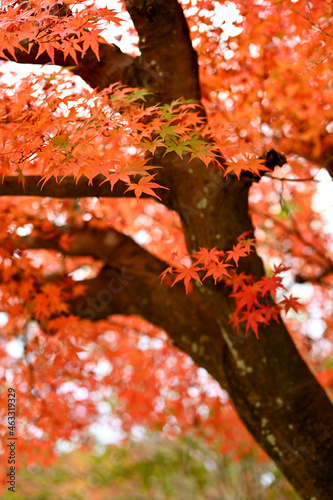 日本庭園の紅葉
