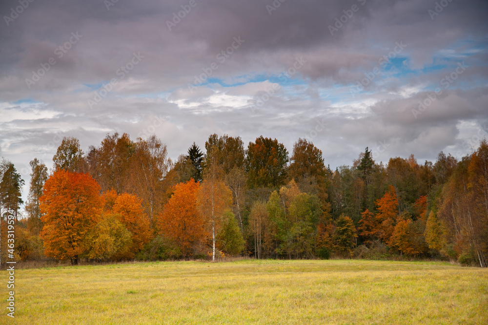 Fototapeta premium autumn landscape in the forest