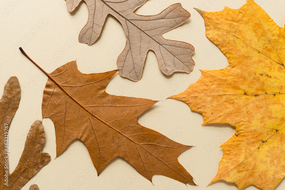 Obraz premium autumn oak and maple leaves background