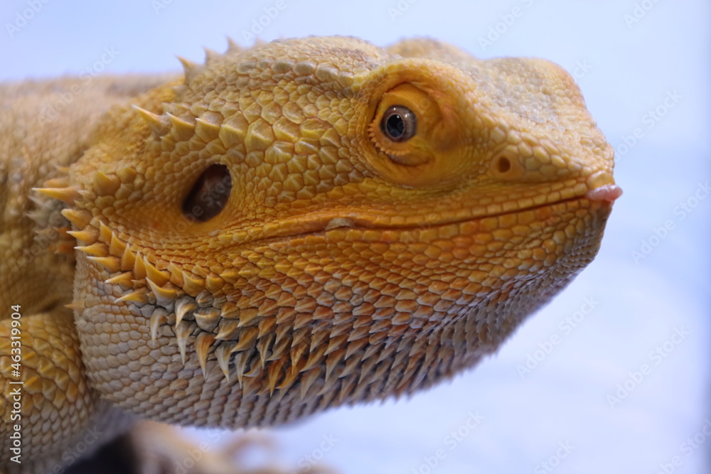 Bearded dragon reptile, lizard