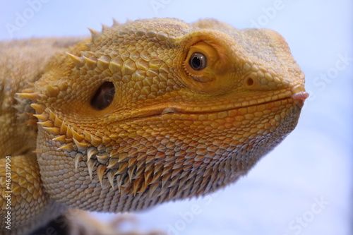 Bearded dragon reptile  lizard