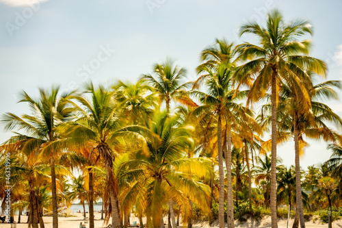 Photo of tropical palm trees Miami Beach FL USA