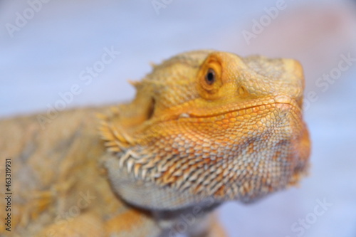 Bearded dragon reptile, lizard