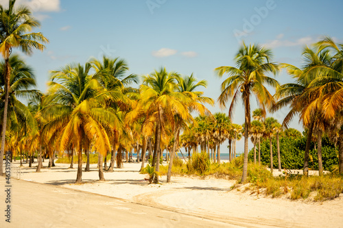 Photo of tropical palm trees Miami Beach FL USA © Felix Mizioznikov