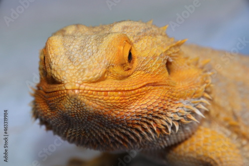 Bearded dragon reptile  lizard