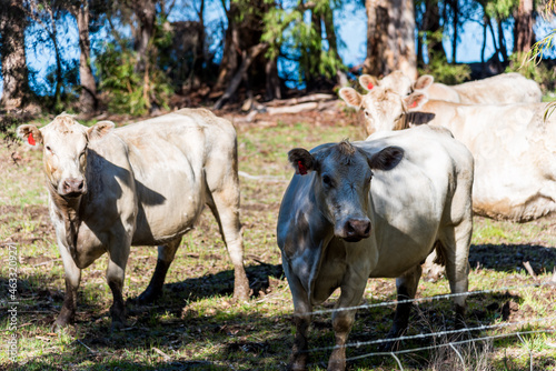 Friendly cows in the countryside of Pemberton WA