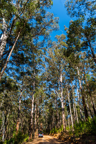 Karri trees in the Valley of the giants in the southwest of Western Australia photo