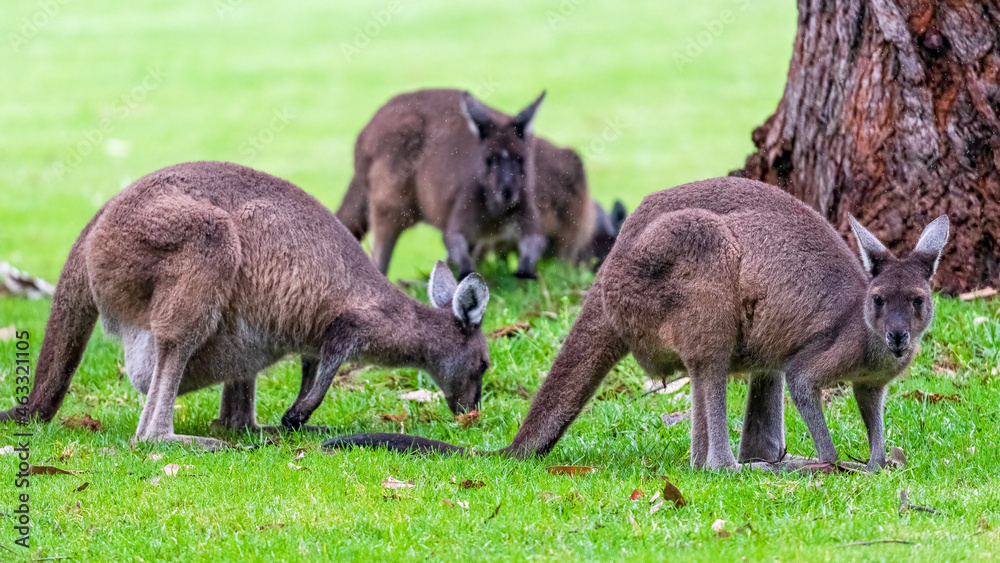 Kangaroos foraging in the grass on a rainy day in Pemberton WA Kangaroos foraging in the grass on a rainy day in Pemberton WA