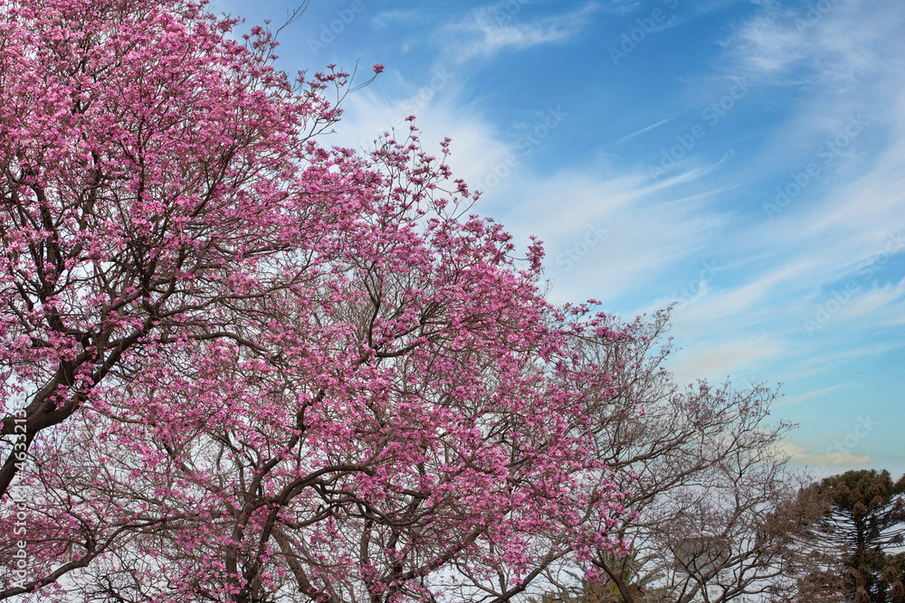 cherry blossom tree under clear blue sky photo cherry blossom tree under clear blue sky photo