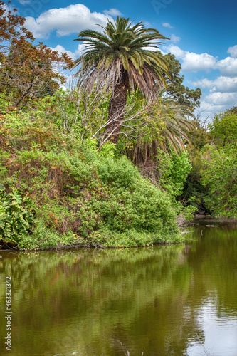 landscape of a lake  palm trees  exotic shrubs