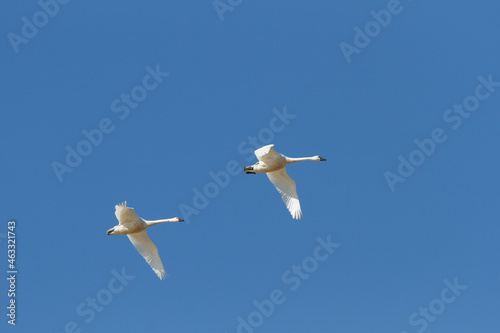 Tundra swans in flight during at the Thedford Bog during spring migration 