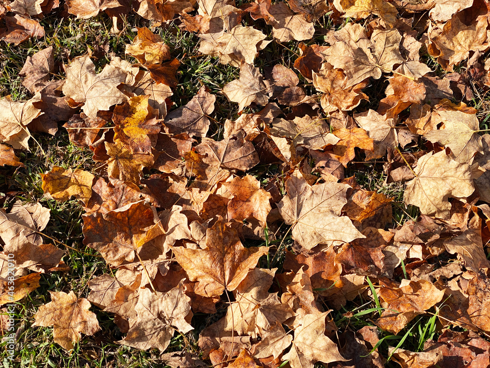 colorful fall leafs fallen on ground with green grass background scene