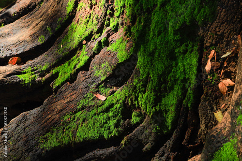 tree bark texture