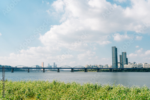 Obraz na płótnie Buckwheat flower field and city view at Banpo Han river park Seorae island in Seoul, Korea w salonie