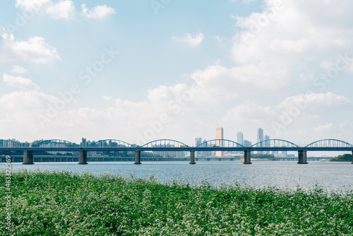 Buckwheat flower field and city view at Banpo Han river park Seorae island in Seoul, Korea