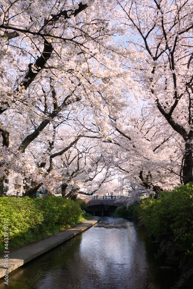 川のほとりに咲く桜の花