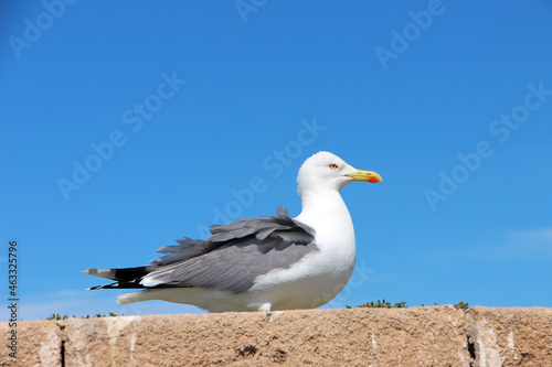 Beautiful photo of seagull bird.