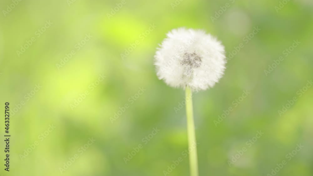 Spring natural environment where fluff sways in the wind Spring natural environment where fluff sways in the wind