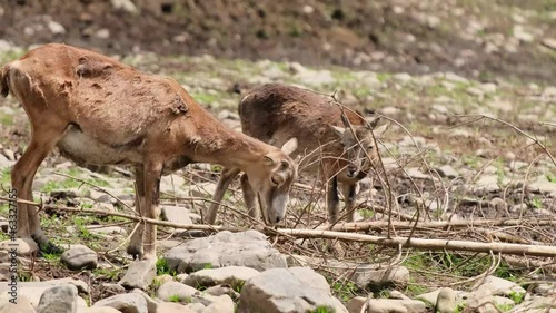 The Reindeer Rehabilitation Farm is one of the largest species of deer. photo