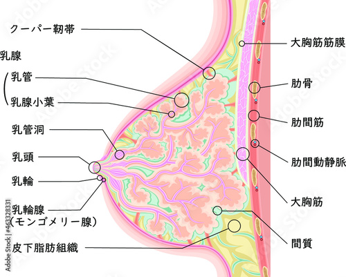 乳房　構造　イラスト　日本語