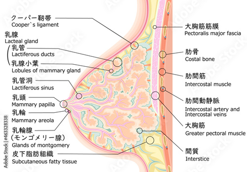 乳房　構造　イラスト　英語　日本語