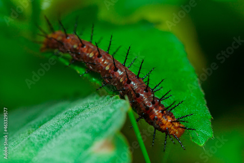 thorns on the leaves. The caterpillar is a metamorphosis of the butterfly © parianto