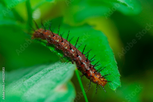 thorns on the leaves. The caterpillar is a metamorphosis of the butterfly