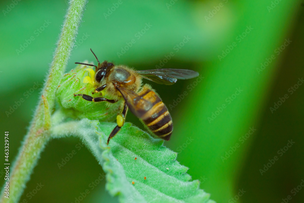 honey-producing wasps. the bee wasp looking for nectar in the flower in the morning honey-producing wasps. the bee wasp looking for nectar in the flower in the morning