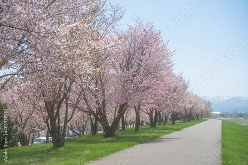 桜満開の河川敷 © T