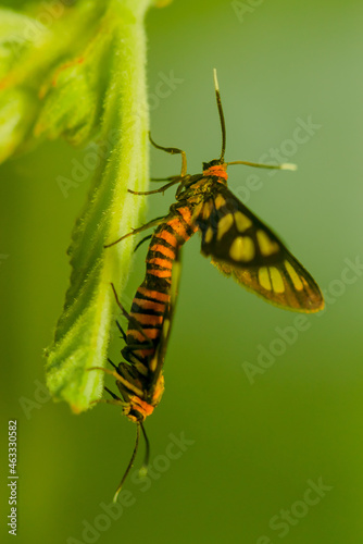 Clearwing Butterflies (Moths) Moths Mating Morning Flying Moths