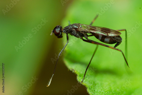 Black Stage Flies (Micropezidae) on green leaves in the morning drinking dew