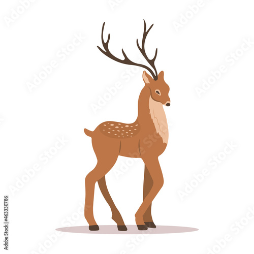 Elegant noble sika deer. Reindeer with antlers on white background. Ruminant mammal animal. Vector illustration in flat cartoon style.