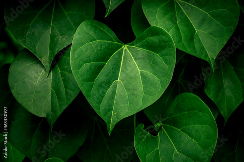 Tropical dark green leaf  large foliage  abstract green texture  nature background for wallpaper