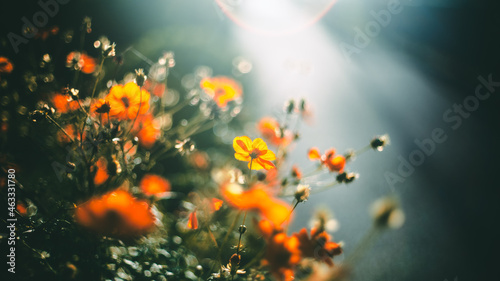 光に照らされる花々
