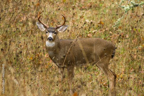 Oregon blacktail deer in a field