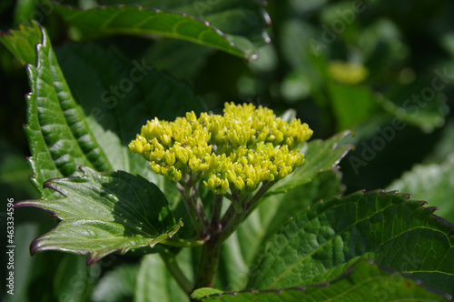 初夏の新緑とアジサイの蕾