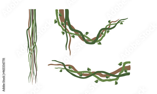 Climbing and Tangled Liana Long-stemmed Woody Vine Vector Set