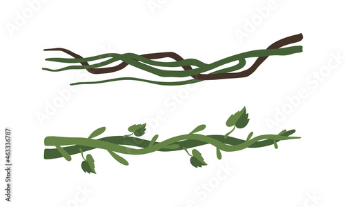 Climbing and Tangled Liana Long-stemmed Woody Vine Vector Set