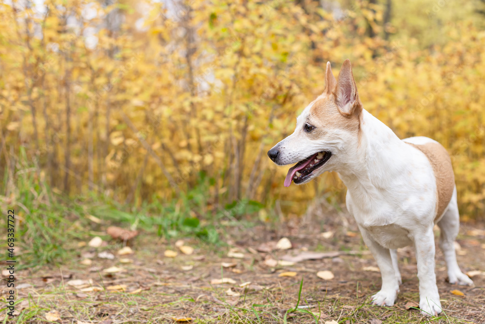 Jack Russell, a small playful dog in nature in autumn Jack Russell, a small playful dog in nature in autumn