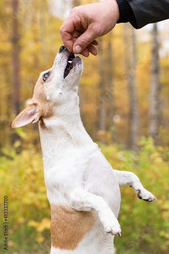 Jack Russell, a little playful dog in nature in autumn. Close-up