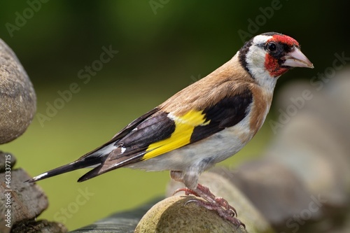 Goldfinch on stones near water. Moravia. Europe. 