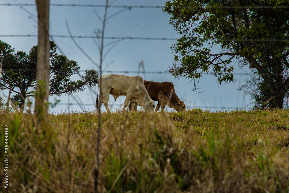 Fototapeta premium Fotografia de gado brasileiro no pasto, na fazenda, ao ar livre, na região de Minas Gerais. Nelore, Girolando, Gir, Brahman, Angus. imagens de Agronegócio.