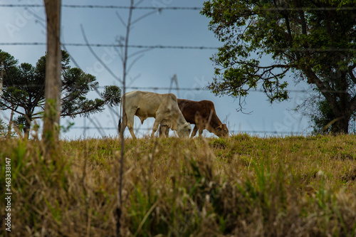 Fotografia de gado brasileiro no pasto  na fazenda  ao ar livre  na regi  o de Minas Gerais. Nelore  Girolando  Gir  Brahman  Angus. imagens de Agroneg  cio.