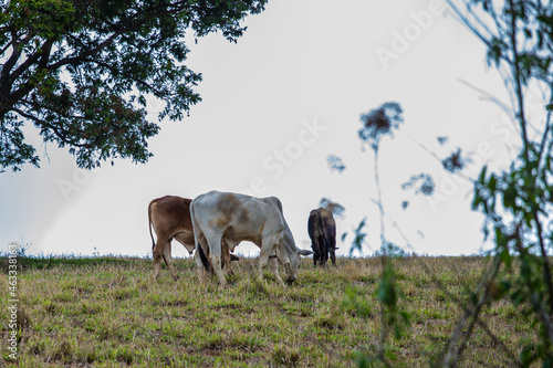 Fototapeta Naklejka Na Ścianę i Meble -  Fotografia de gado brasileiro no pasto, na fazenda, ao ar livre, na região de Minas Gerais. Nelore, Girolando, Gir, Brahman, Angus. imagens de Agronegócio.