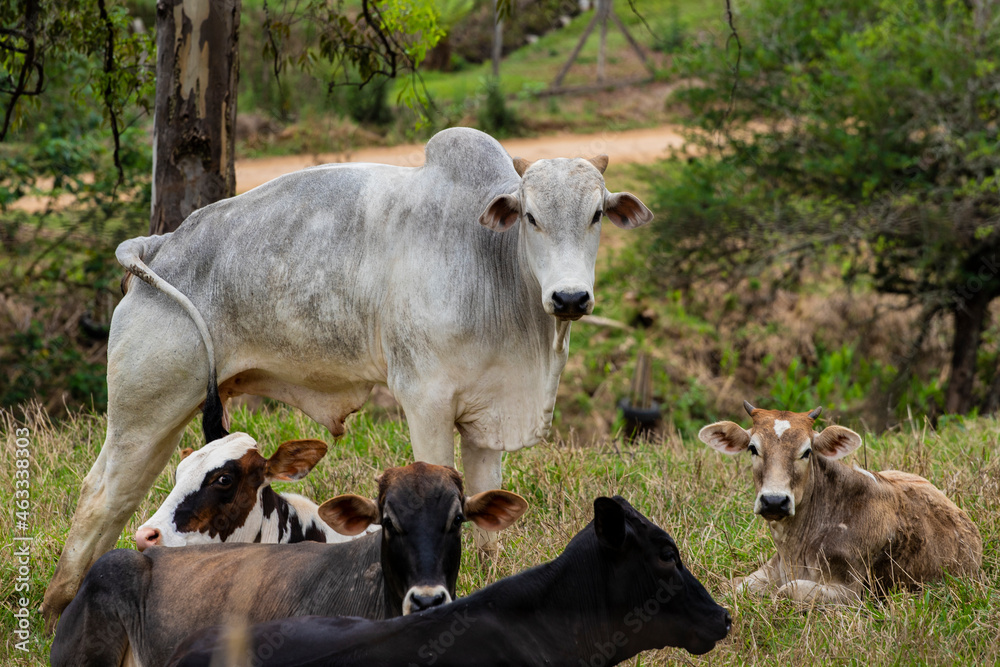 Fotografia de gado brasileiro no pasto, na fazenda, ao ar livre, na região de Minas Gerais. Nelore, Girolando, Gir, Brahman, Angus. imagens de Agronegócio.
