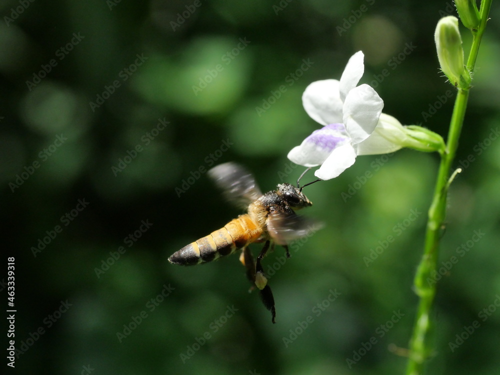 Giant honey bee seeking nectar on white Chinese violet or coromandel or creeping foxglove ( Asystasia gangetica ) blossom in field with natural green background Giant honey bee seeking nectar on white Chinese violet or coromandel or creeping foxglove ( Asystasia gangetica ) blossom in field with natural green background