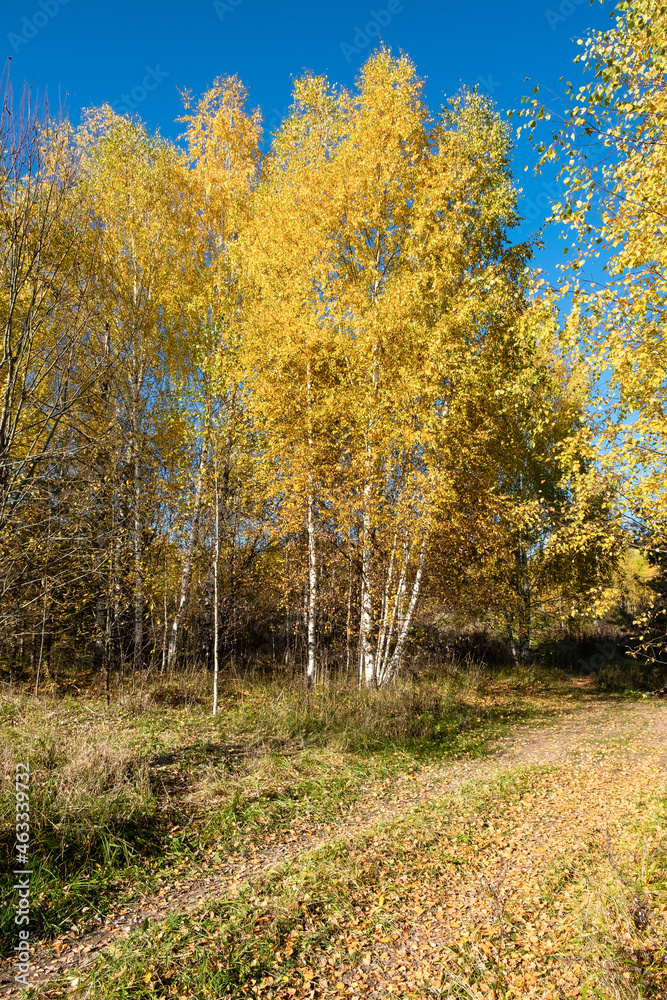 Fototapeta premium Autumn landscape with white-trunked birches and a road on a sunny day.
