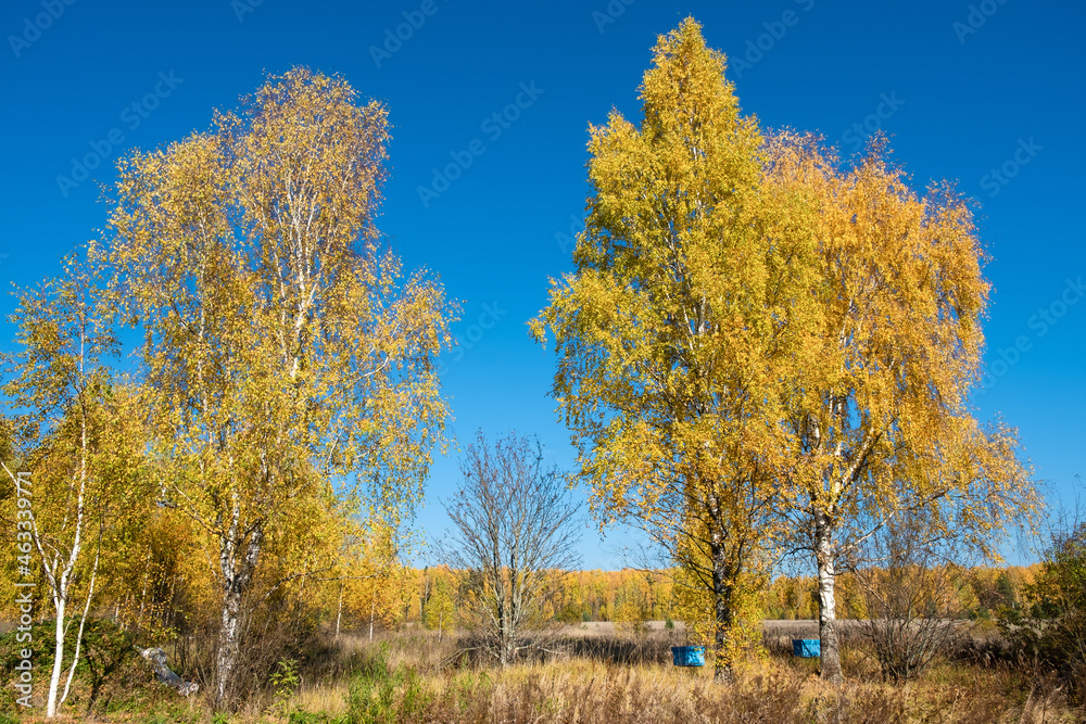 Autumn landscape with two blue beehives standing under tall birches on a sunny day.