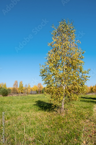 A lonely birch with yellow leaves standing in a field on a sunny autumn day.