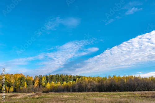 A narrow strip of autumn forest with yellow leaves and a cloudy sky.
